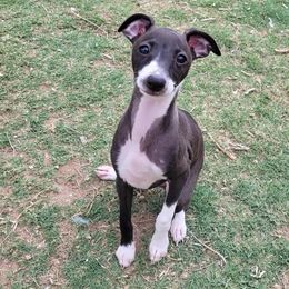 Girl 2 - female Italian Greyhound puppy in Phoenix, Arizona from Micci Italian Greyhounds