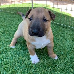 Miniature Bull Terrier Puppies from Tonka Miniature Bull Terriers