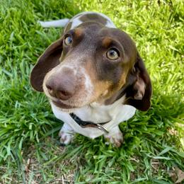 Moose - Dachshund