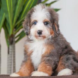 Eagle - Tri-color male Bernedoodle puppy in Dundee, Ohio from Down Home Doodle