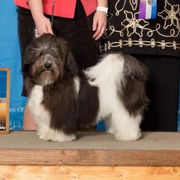 Londo - Havanese