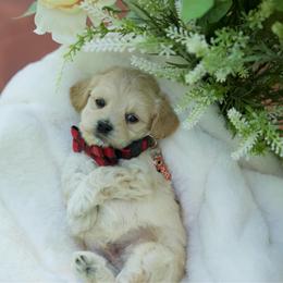 Martini - Cream male Maltipoo puppy in Deming, Washington from Heavenly Puppies to Love