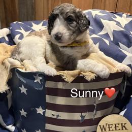 Sunny - Merle female Bernedoodle puppy in Coopersburg, Pennsylvania from Deutsch Hund Haus