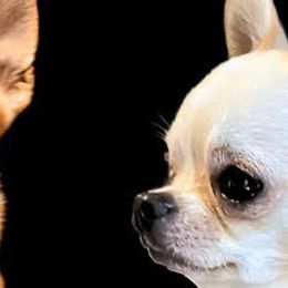Chihuahuas from Cool-Chi’s Chihuahuas