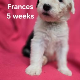 Frances - Gray and white female Old English Sheepdog puppy in Sutherlin, Oregon from Sapphire Eyes Sheepdogs