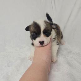 Hermione Granger-full length tail - Sable female Pembroke Welsh Corgi puppy in Deming, New Mexico from Dragon Ridge Corgis