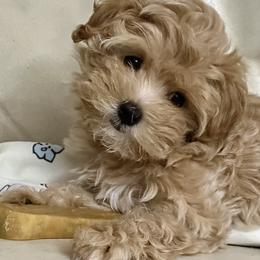 Maltese and Maltipoo Puppies from Chez Lexi Kennels