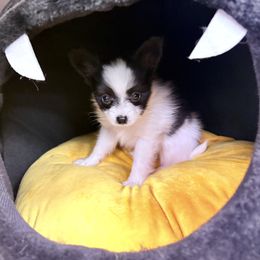 Papillon Puppies from Peppy Papillons, LLC