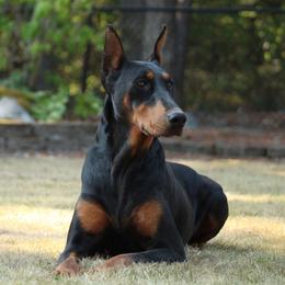 Roe - Doberman Pinscher
