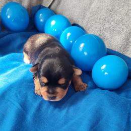 Boy Blue - Black and tan male Yorkshire Terrier puppy in St. Louis, Missouri from Yorkieville - Shih Tzu Nation