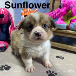 Sunflower - Sable female Pembroke Welsh Corgi puppy in Apison, Tennessee from Ashmore Corgis