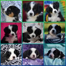 Miniature American Shepherd Puppies from Andaluz Mini American Shepherds