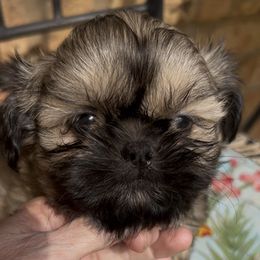Boy 1 - Sable male Shih Tzu puppy in Texas from A Sassy Soul Shih-Tzu