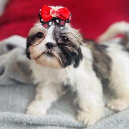 Shih Tzu Puppies from Lil Cuties Shih Tzu Parlor