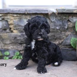 Gary - Black male Cockapoo puppy in Canastota, New York from Silver City Cockapoos