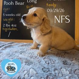 Pooh - Cream male Dachshund puppy in Hoquiam, Washington from Heyd's Mini Dachshunds