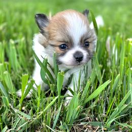 GIRL 1 - Cream sable parti female Pomeranian puppy in Davenport, Washington from Lovely Ladies and Little Asses Miniature Equines (L3A Pomeranians & Papillons)