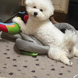 Snoopy - Bichon Frise