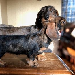 Dachshund Puppies from Sudox Dachshunds