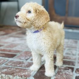 Elaine - Apricot female Goldendoodle puppy in Los Angeles, California from LA’s Favorite Puppies