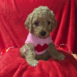 Little Red - Apricot female Aussiedoodle puppy in Cumberland, Rhode Island from W Doodle Crew