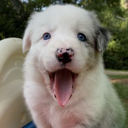 Susan - White and blue merle Border Collie puppy in Huntersville, North Carolina from MJ Border Collies