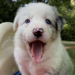 Susan - White and blue merle Border Collie puppy in Huntersville, North Carolina from MJ Border Collies