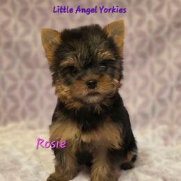 Rosie - Black and tan female Yorkshire Terrier puppy in Luray, Tennessee from Little Angel Yorkies