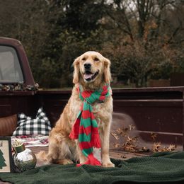 Lucy - Golden Retriever