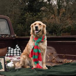 Lucy - Golden Retriever
