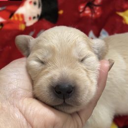 Golden Retriever Puppies from Ruff Life Goldens