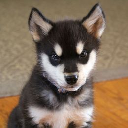 Alaskan Malamute Puppies from October Skies Alaskan Malamutes