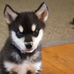 Alaskan Malamute Puppies from October Skies Alaskan Malamutes