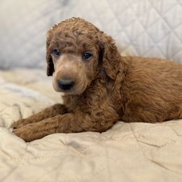 Blue collar boy - Red  male Poodle puppy in Riverside, California from Riverside red poodles