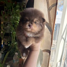 Bear - Chocolate and tan male Pomeranian puppy in Denver, Colorado from Tiny Tornado Poms