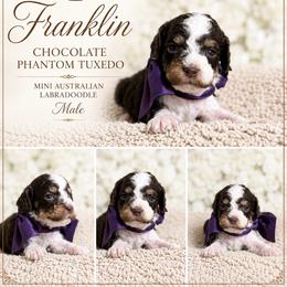 Franklin - Tri-color male Australian Labradoodle puppy in Taylor, Michigan from Mi Best Doodle Ever, LLC