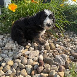 Butterfinger - Black tri-color male Aussiedoodle puppy in Columbia, Kentucky from Creek Bend Kennels