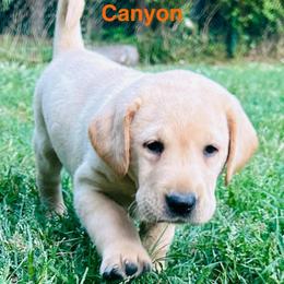 Canyon - Yellow male Labrador Retriever puppy in Rock Hill, South Carolina from North Star Retrievers