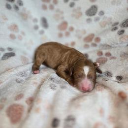 Ronnie - Red  male Goldendoodle puppy in Austin, Texas from Cedarcrest Goldendoodles