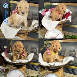 Goldendoodle Puppies from Doodle Love ❤️ Goldendoodle puppies