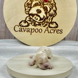 Frost - Blenheim male Cavapoo puppy in Lancaster, Missouri from Cavapoo Acres