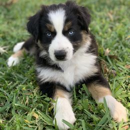 Miniature Australian Shepherd Puppies from Firefly River Mini Aussies