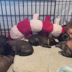 Belgian Tervuren Puppies from Devoue Belgians