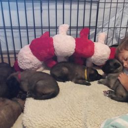 Belgian Tervuren Puppies from Devoue Belgians