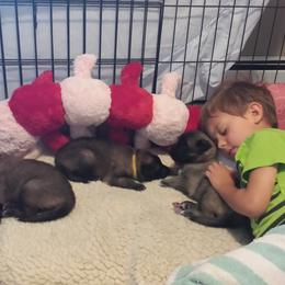 Belgian Tervuren Puppies from Devoue Belgians