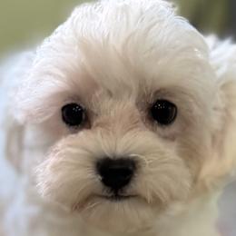 Maltese and Shih Tzus from Bayview Pups