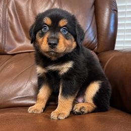 Luna - Black tri female Miniature Australian Shepherd puppy in Luling, Texas from Little Wood Toy and Mini Aussies
