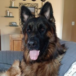 Oban - German Shepherd