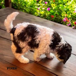 Vixen - Brown roan Lagotto Romagnolo puppy in Westlake, Oregon from Premier Truffles
