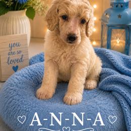 Anna - White female Poodle puppy in Washington, Pennsylvania from Patriotic Poodles